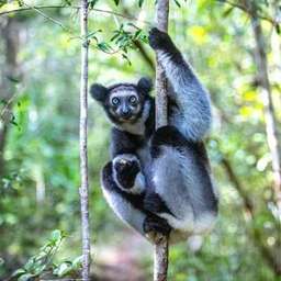 Belaza Zafifenjaha - Madagascar Tours Expert