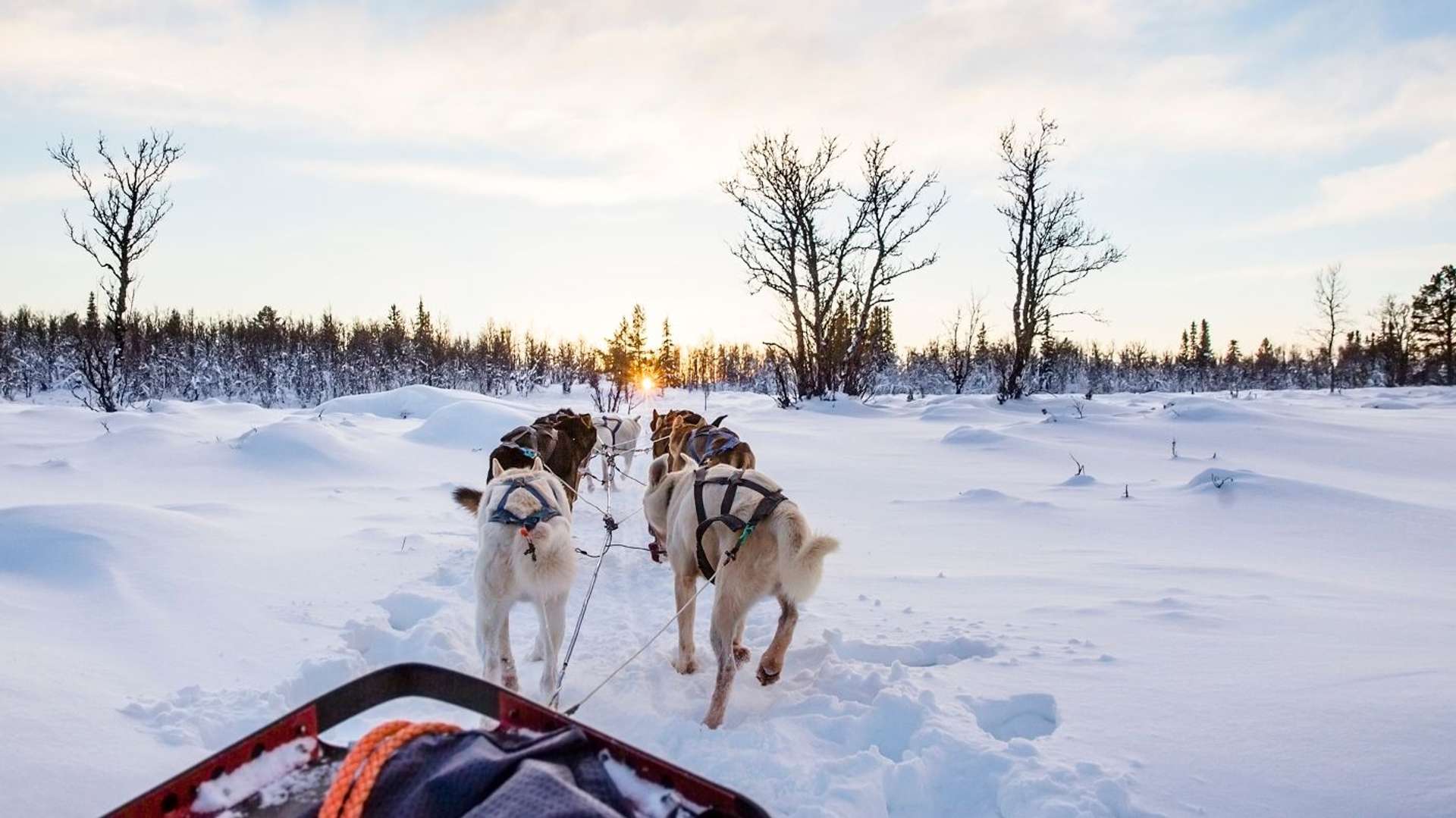 Top Rated Dog sledding Tours Across the Globe