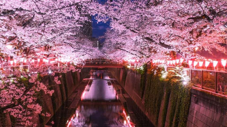 Cherry Blossom Tours in Kansai