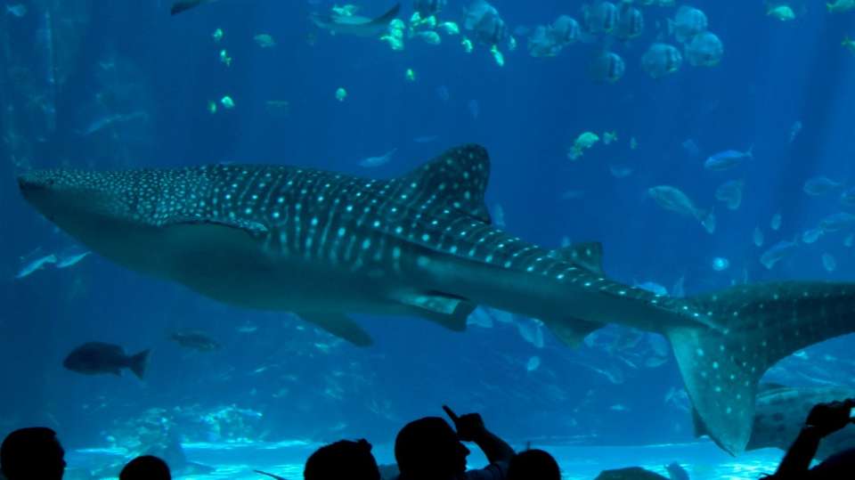 Zoos and aquariums Tours in Zhangjiajie