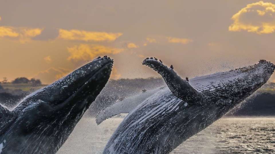 9-Day Whale watching Tours in Canada