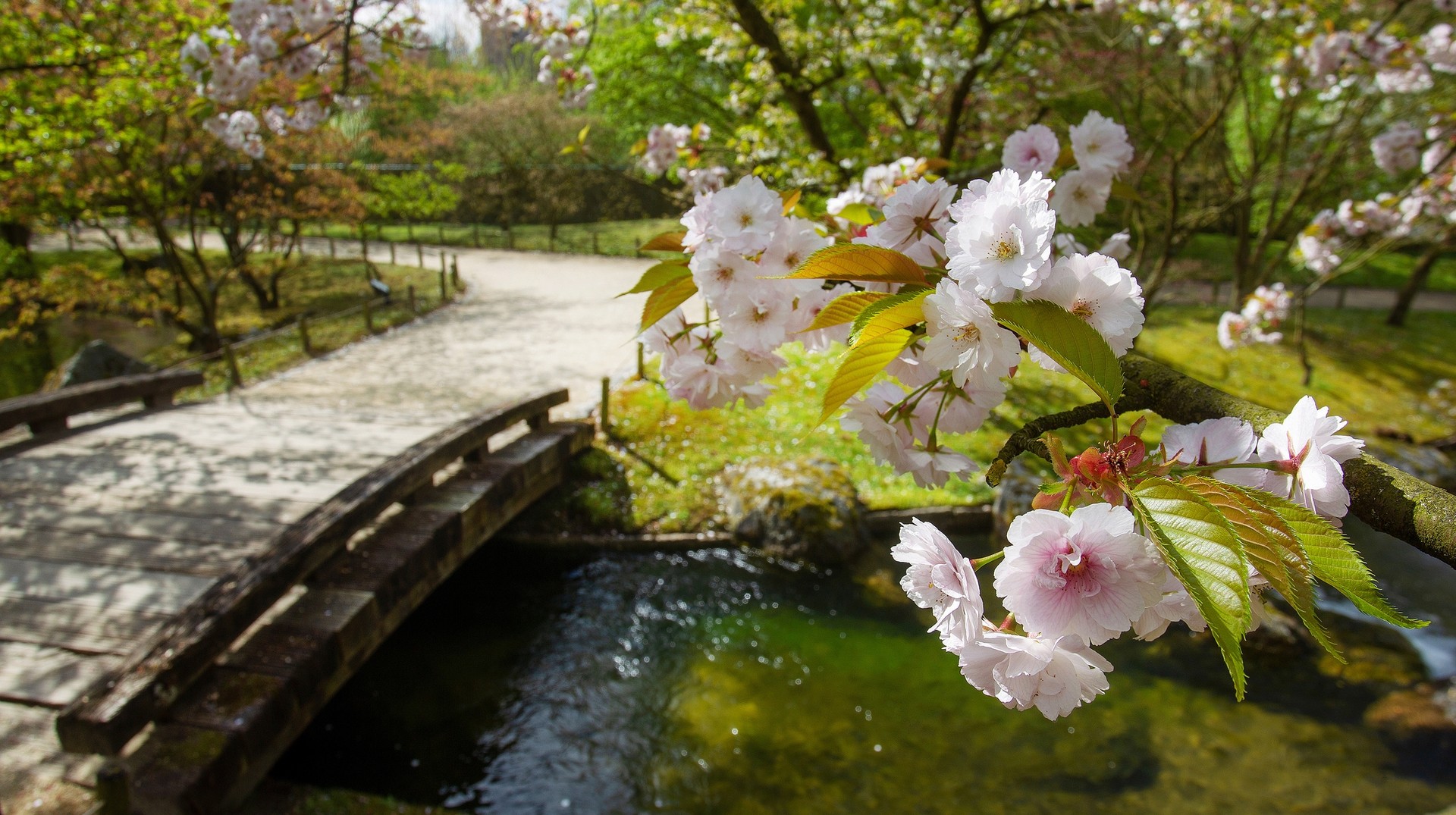 Visit Belgium in March to catch the start of cherry blossom season in popular areas such as the city of Hasselt. Cherry blossoms bloom in Hasselt, Belgium, in March.