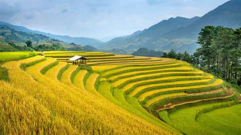 Vietnam