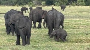 A herd of elephants in Bundala National Park in Sri Lanka