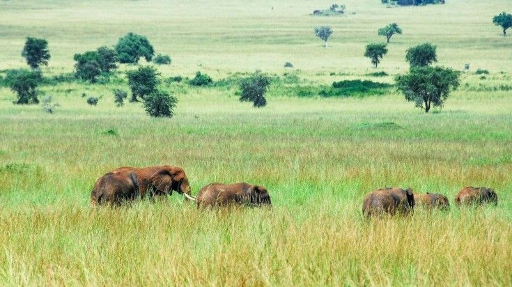 Encounter elephants and other wildlife in Kidepo National Park.