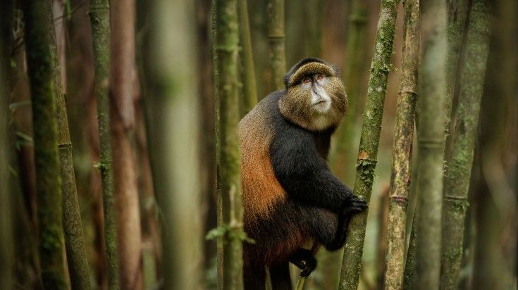 A rare golden monkey spotted among a bamboo grove in Rwanda.