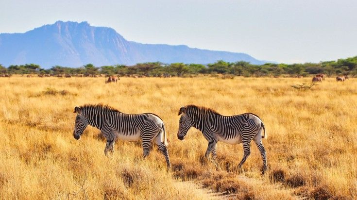 Two zebras roaming at Buffalo Springs National Reserve.