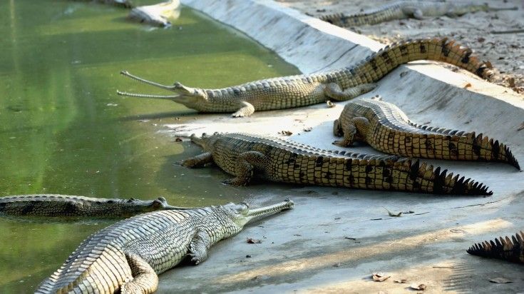 See gharials from a boat ride at Chitwan National Park. Gharials at Chitwan National Park.