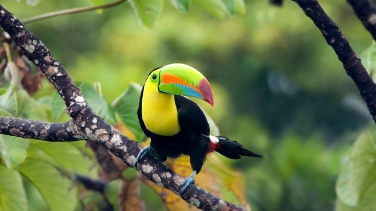 See Toucans during a jungle safari while spending 6 days in Panama.
