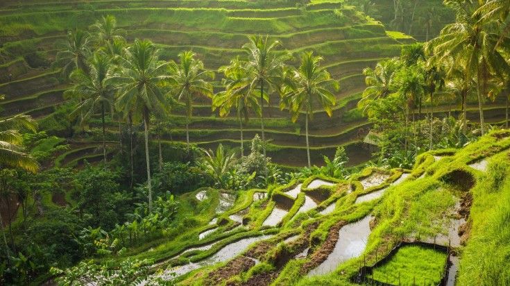 The view of rice terraces in Ubud on a clear day.