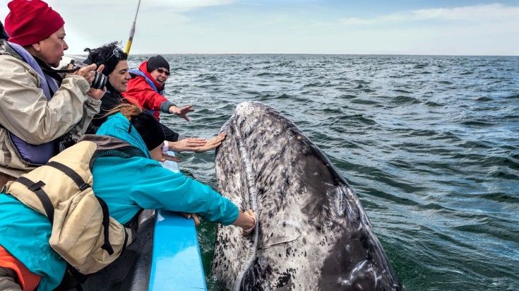Tourists petting a whale from a boat while spending 5 days in Mexico.