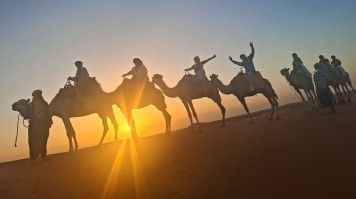 A group of travelers on a trip to Morocco ride camels at sunset.
