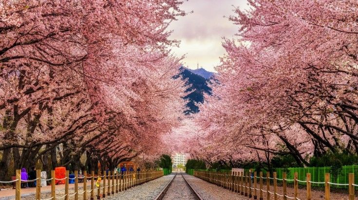 Cherry blossoms at the rail tracks at Gyeonghwa Station in South Korea.