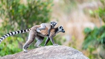 Mother lemur with baby on her back in a national park in Madagascar