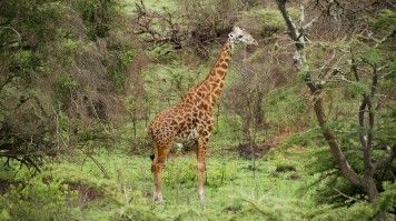 Spot wildlife in Akagera National Park in Rwanda