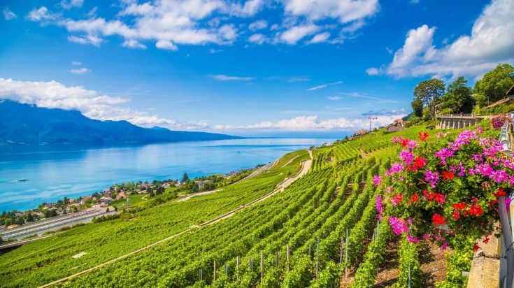 Lavaux wine region with greenery and flowers on a sunny day in Vevey.