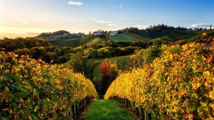 Beautiful wineyard in Maribor during dusk in Slovenia.