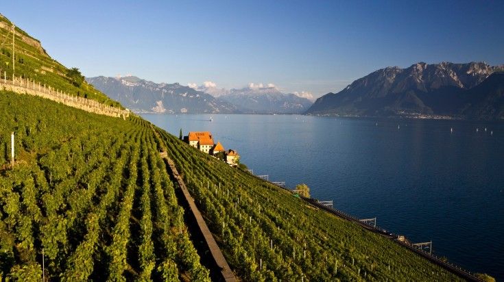 A vineyard and lake at Lavaux.