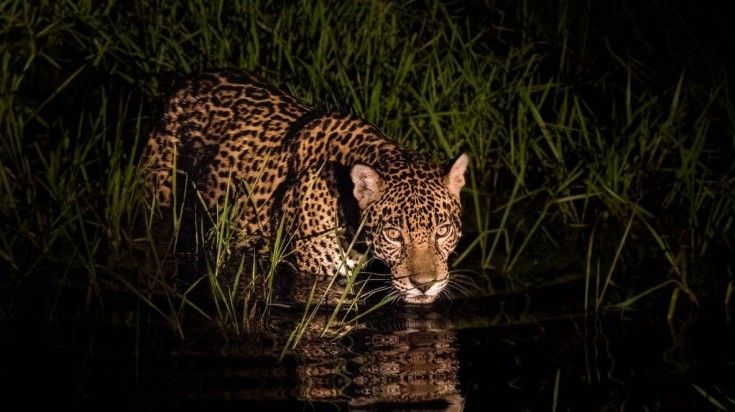 See the wildlife on a safari tour of Pantanal, Brazil.
