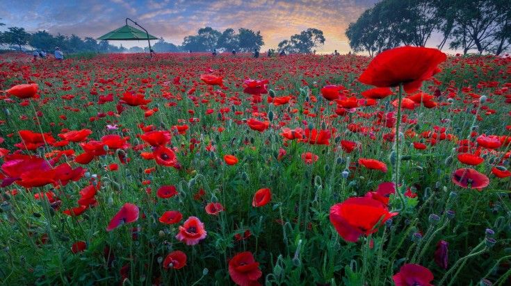 See a red poppies field in Namyangju during 9 days in South Korea.