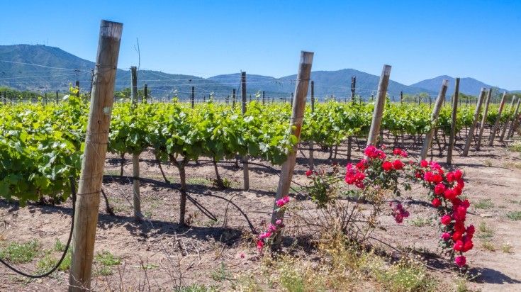 View from winery with roses in Casablanca in Morocco.