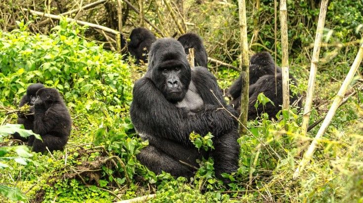 Silverback mountain gorillas in Volcanoes National Park, Rwanda
