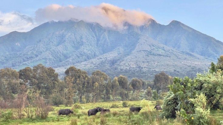 Buffaloes graze in a filed at the Volcanoes National Park in Rwanda.