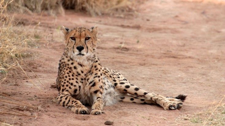 A cheetah spotted at Okonjima when spending 10 days in Namibia.