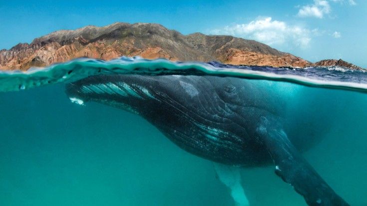 A gigantic humpback whale in Khuriya Muriya Islands of Oman.