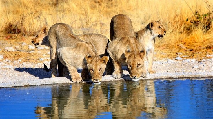 A pride of lions drinking from a waterhole in Etosha National Park.
