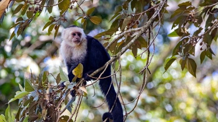 A white faced capuchin spoted in Monteverde Cloud Forest. A white faced capuchin spoted in Monteverde Cloud Forest.