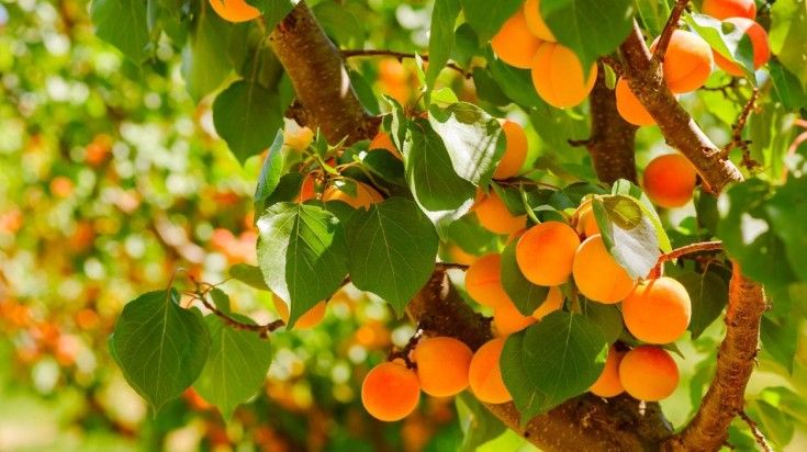 A lush apricot tree laden with ripe fruit in June.