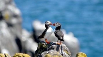 Spot cute Atlantic puffins in Staffa during your 4-day Scotland.