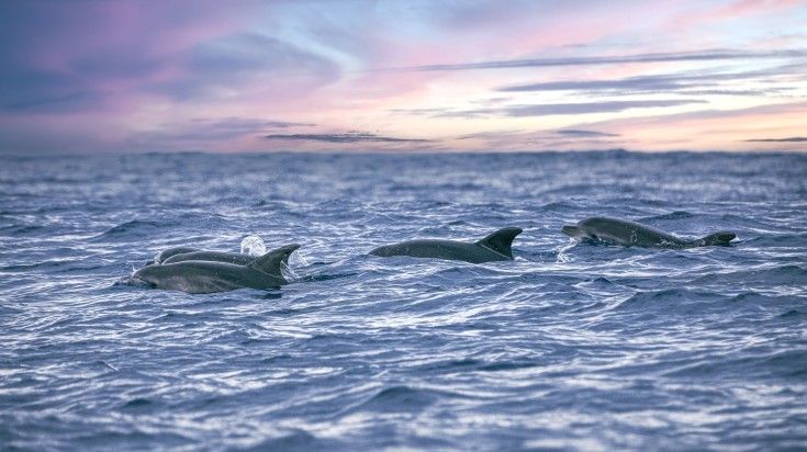 Dolphins seen in the sea of the Portuguese island of São Miguel in Azores
