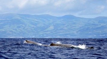 Sperm whale spotting in the Atlantic in Azores during March