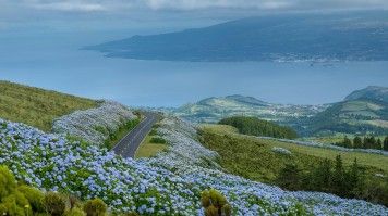 The rich biodiversity of the Azores comes alive in March, with many endemic flowers like Camellias and Birds of Paradise in bloom. Blue flowers bloom along the hills of Faial Island in the Azores in spring
