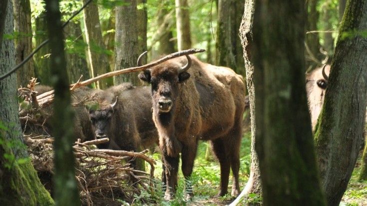 European bison in the Biaowieza Primeval Forest, Poland.