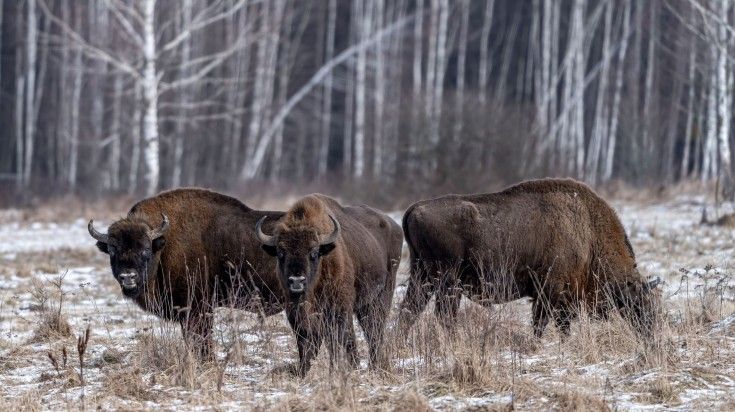 Bisons spotted in a winter forest.