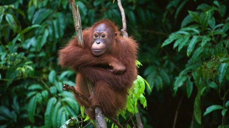 A young orangutan sitting on a tree in the forest in Borneo, one of the best places to visit in May.