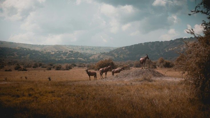Wild animals in Akagera National Park in Rwanda