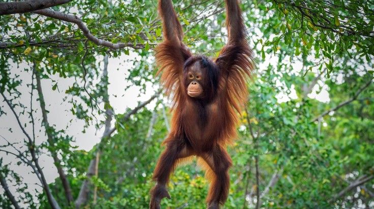 A Orangutan playing on trees in Bukit Lawang.