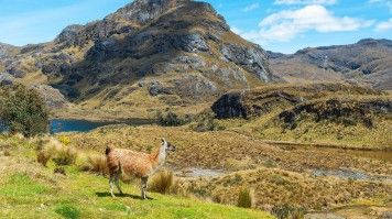 A Llamas on Cajas National Park on a clear day.