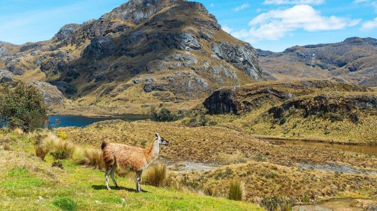 A Llamas on Cajas National Park on a clear day.
