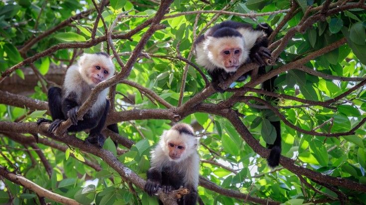 Capuchin Monkeys spotted in Manuel Antonio. Capuchin Monkeys spotted in Manuel Antonio.