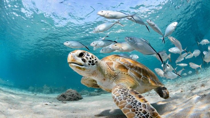 A turtle swimming under the water, followed by a school of silver fish in the Caribbean, one of the best places to visit in May.