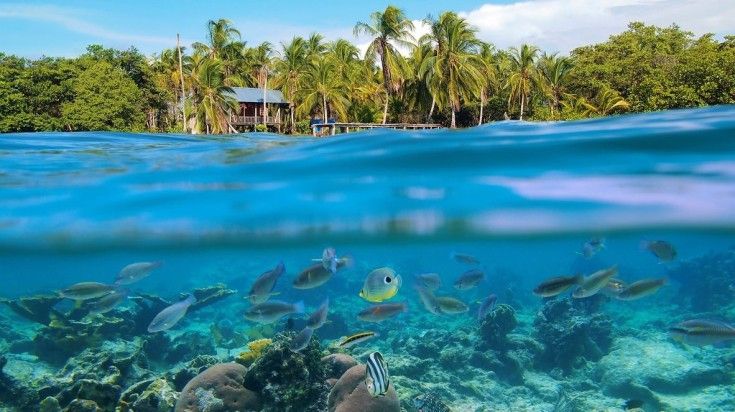 Caribbean sea, the fishes inside the waters, and beach. Caribbean sea, the fishes inside the waters, and beach.