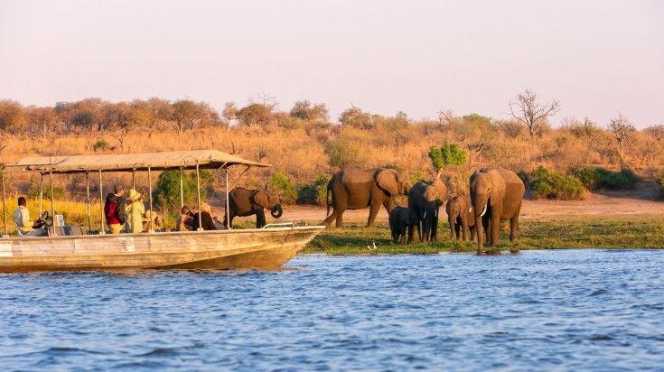 Tourist observing elephants during dusk in  Chobe National Park.