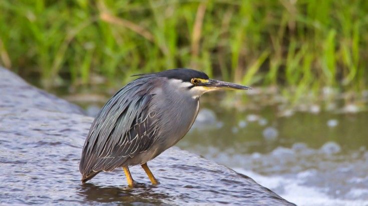 Spot Striated heron at Meru National Park.