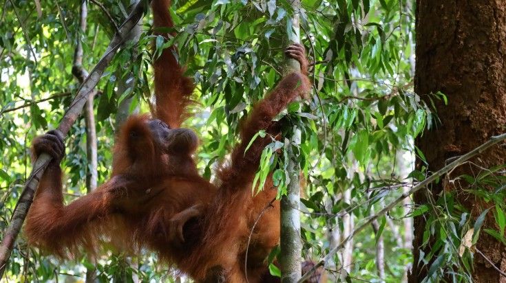 Sumatran orangutan in Bukit Lawang jungle.