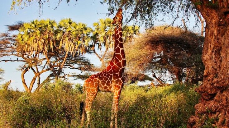 A reticulated giraffe at Samburu Game Reserve.